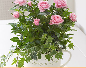 Care for your Bouquet